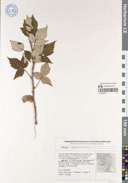 LE 01083701
