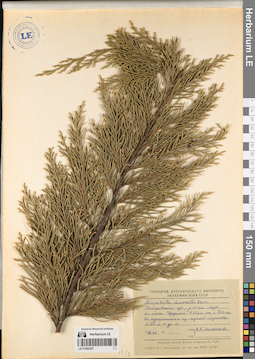 LE 01062427