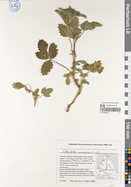 LE 01083706