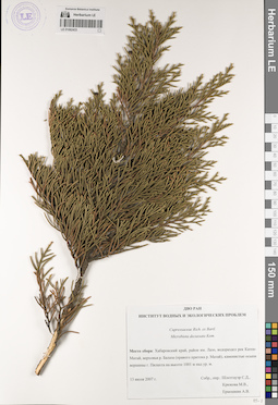 LE 01062433