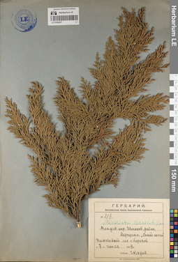 LE 01062437