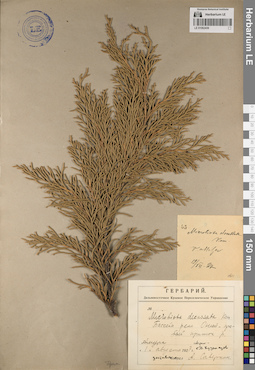 LE 01062439
