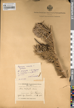 LE 01062137