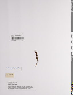 LE 01170105