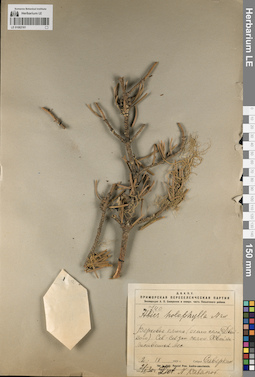 LE 01062161