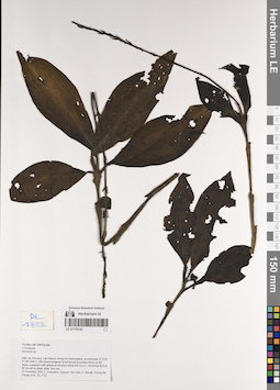 LE 01170142