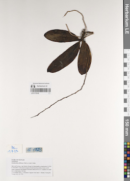 LE 01170145