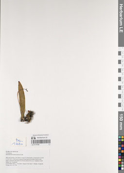 LE 01170146