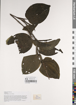 LE 01170150