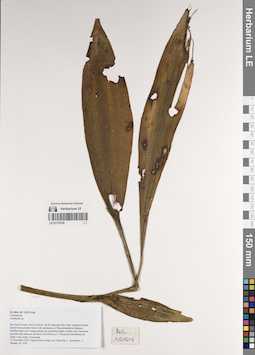 LE 01170152