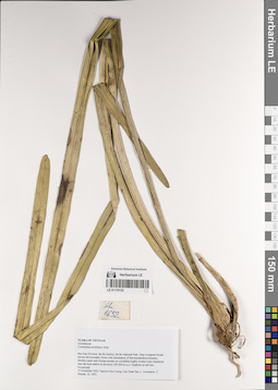 LE 01170153