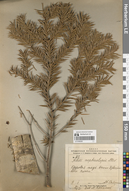 LE 01062203