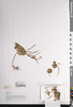 LE 01170186