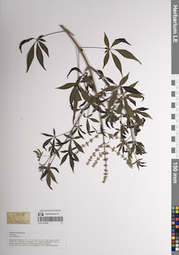 LE 01170194