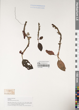 LE 01170205