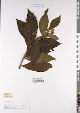 LE 01170226