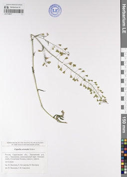 LE 01108017