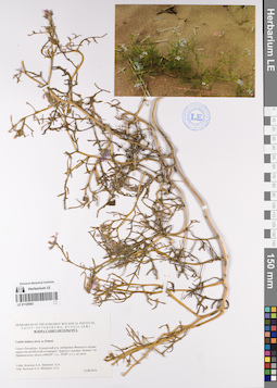 LE 01120593