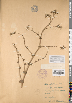 LE 01047698