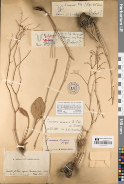 LE 01047744