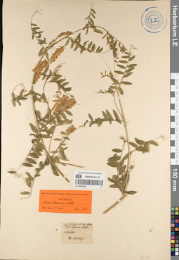LE 01053295