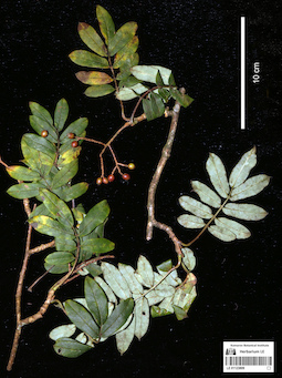 LE 01123809