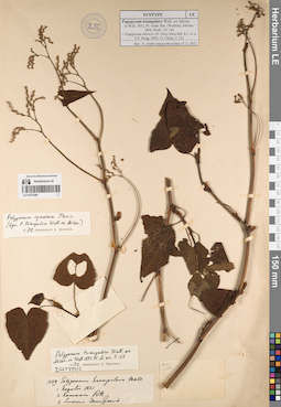 LE 01070289