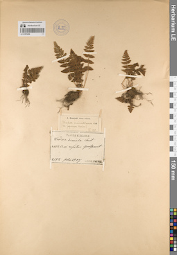 LE 01070299