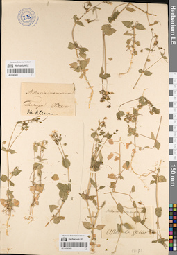 LE 01083851
