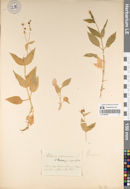 LE 01083859