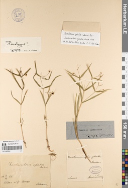LE 01083944