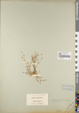 LE 01083984