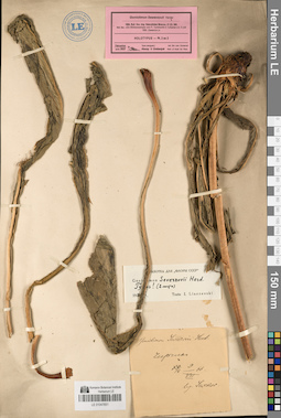 LE 01047651
