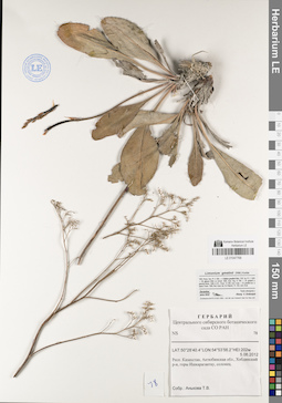 LE 01047768