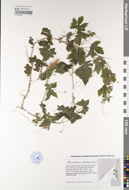 LE 01229185