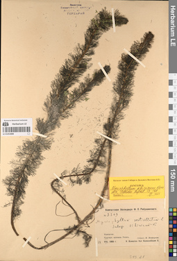 LE 01053888