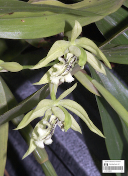 LE 01123832