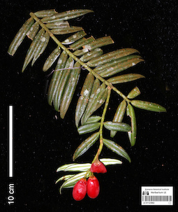 LE 01123902