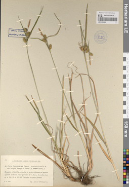 LE 01229296