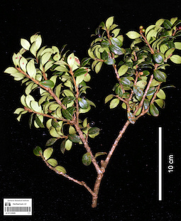 LE 01123929