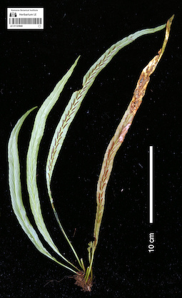 LE 01123940