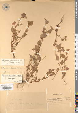 LE 01013286