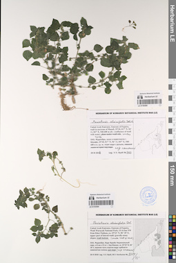 LE 01193505