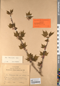 LE 01057338