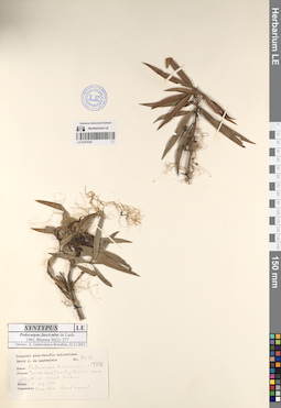 LE 01070335