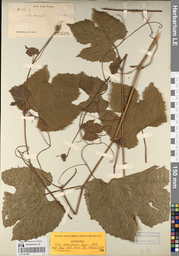 LE 01057404