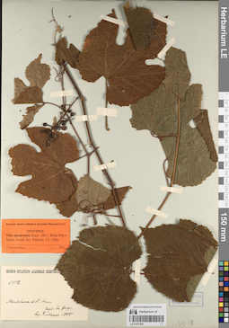 LE 01057405