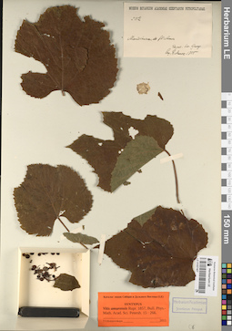 LE 01057407