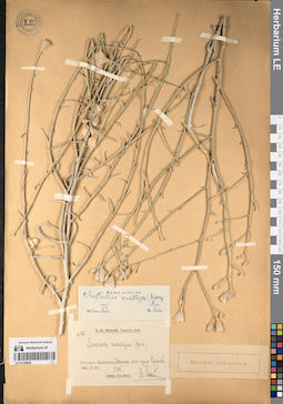 LE 01195925