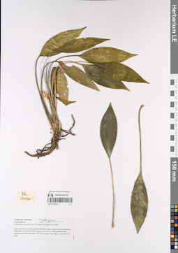 LE 01170312